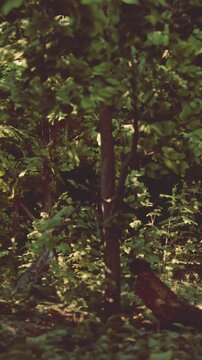 A forest scene shows many trees and plants growing together. Sunlight filters through the leaves, creating shadows on the ground. The setting appears vibrant and full of life.