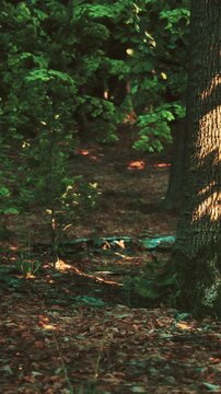 Sunlight breaks through the leaves of tall trees in a forest. The ground is covered with brown leaves. Small plants grow in the underbrush. The scene shows afternoon light.