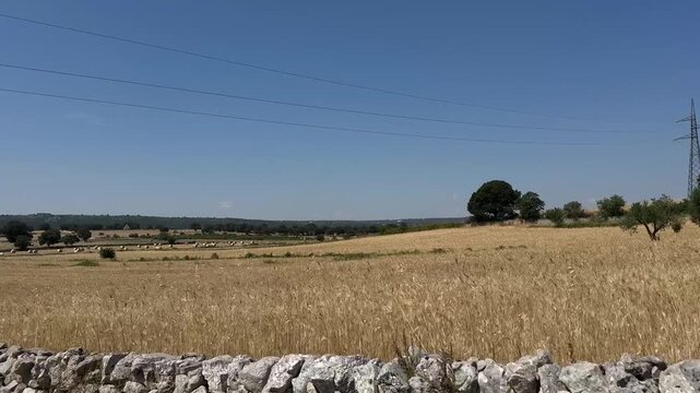 Agricultural landscape with harvested fields, round hay bales, traditional limestone dry stone walls and scattered trees in the countryside of Puglia, Italy. summer rural scenery showcasing farming, a