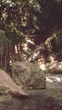 Rocks are scattered along the bank of a stream in a dense forest. Sunlight filters through the trees, highlighting the natural setting and lush greenery around.