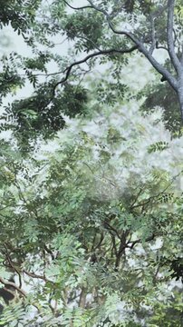Tall trees with green leaves fill the scene in a forest. Sunlight filters through the branches, creating a natural setting. The trees are dense and healthy, showing a variety of green tones.