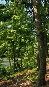 Trees and green leaves surround a riverbank. Sunlight shines through the branches. The area is lush and full of life. Water flows quietly nearby with no people in sight.
