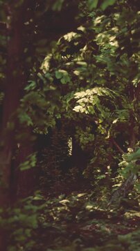 Sunlight filters through leaves creating spots of light on the ground in a forest. Trees surround a small path, inviting exploration deeper into nature.