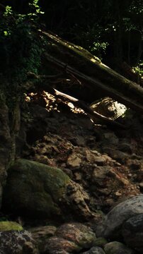A forest scene shows rocks and fallen trees near a stream. Sunlight filters through the leaves, creating light patterns on the ground. The area appears untouched and natural.