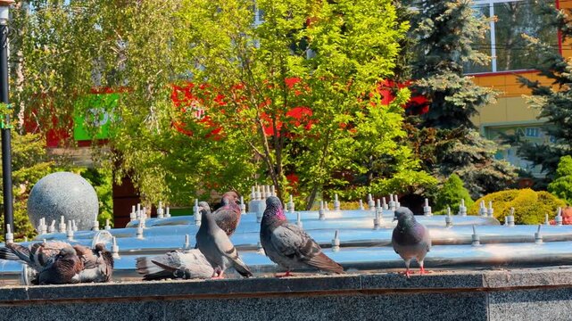 Group of pigeons perched on modern city fountain. Row of feral birds sitting on metal rings of water structure near green trees.