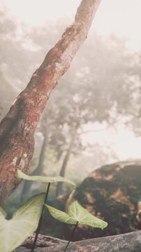 A tall tree trunk stands in a forest surrounded by green plants. Fog rolls through, creating a mysterious atmosphere. Light shines through the trees and highlights the leaves.
