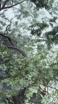 Tall trees with twisted branches and dense leaves create a green space. Clouds cover the sky, providing diffuse light in a quiet forest setting.