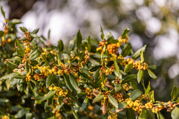 Fototapeta premium Yellow bay laurel flowers and green leaves in Herceg Novi Montenegro.