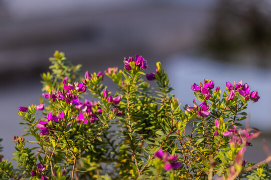 Purple milkwort flowers blooming in a coastal garden in Montenegro.