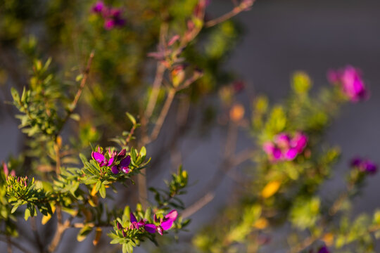Purple milkwort flowers blooming in a coastal garden in Montenegro.