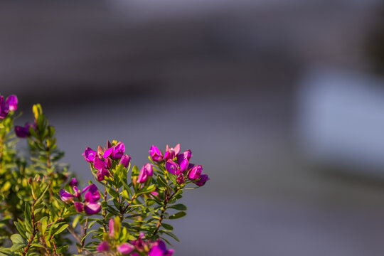 Purple milkwort flowers blooming in a coastal garden in Montenegro.