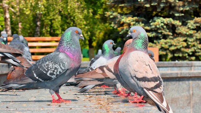 Gray pigeons standing on stone ledge in city park. Feral doves with iridescent green neck plumage walk on granite parapet with wooden benches behind.