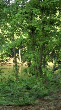 The scene shows trees with green leaves growing beside a river. Sunlight shines through the leaves and reflects on the water. Birds can be heard singing in the background.