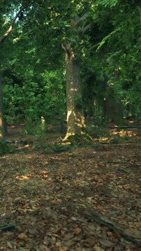 Sunlight filters through the trees in a dense forest. The ground is covered with brown leaves. Green foliage surrounds the tall bark of trees in a calm setting.