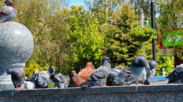Pigeons sitting on granite border near decorative stone sphere. Group of urban birds including brown dove standing on concrete surface with green park background.