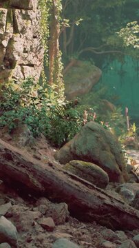A scene shows rocks covered in moss with green plants around them. Sunlight filters through trees in a forest. The ground is damp and earthy, with leaves scattered around.