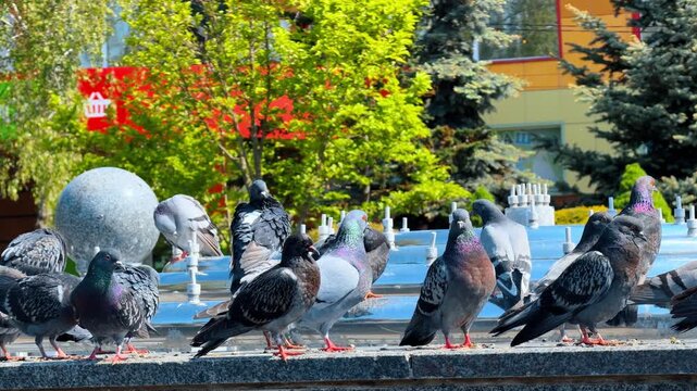 Flock of grey pigeons resting on city fountain ledge. Wild birds gather on stone structure against blurred green trees background on a sunny day.