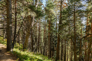 Fototapeta premium Horizontal pine forest trail on sunny mountain slope in Arkhyz Karachay Cherkessia Russia.