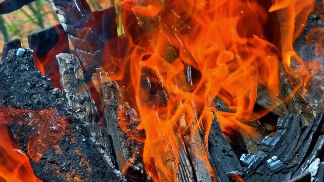 Close up of burning firewood in open bonfire. Bright orange flames consume dark wooden logs with charcoal texture