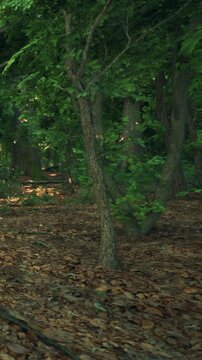 In a forest, tall trees stand among smaller plants. The ground is covered with brown leaves. Sunlight filters through the branches above. This scene shows nature in a calm setting.