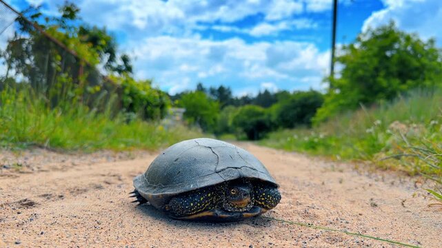 Wild pond turtle sitting on sand path under clouds. Low angle macro perspective of spotted reptile on dirt road