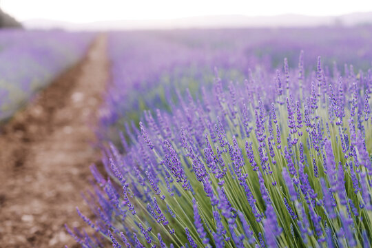 Lavender field. Blossom summer field