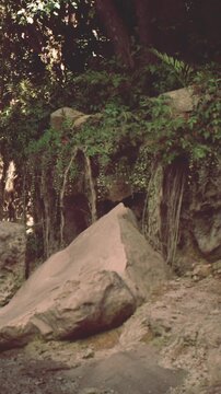 Rocks are scattered in a natural area. Green vines hang from surrounding plants. Sunlight filters through the leaves. This scene shows the beauty of nature and its structures.