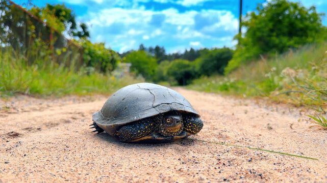 European pond turtle crawling on a sandy rural path. Front view of a spotted wild reptile on a dirt road with green grass and blue sky background.