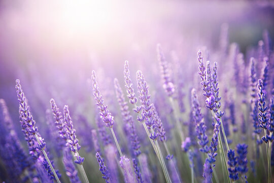 Lavender field. Blossom summer field