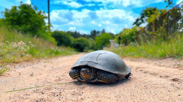 Spotted European pond turtle on a sandy country road. Low angle front shot of a reptile with yellow dots on its shell walking on a rural dirt path.