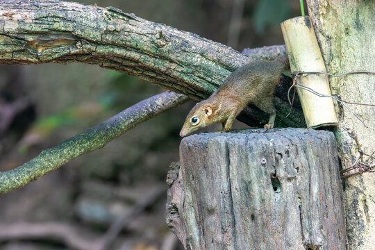 Treeshrew on a tree stump