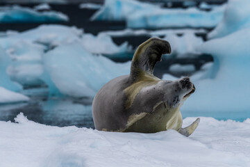Close-up of a crabeater seal -Lobodon carcinophaga- resting on a small iceberg near the fish islands on the Antarctic peninsula © Goldilock Project