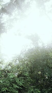 Sunlight filters through the trees in a thick forest. The scene captures bright light and green foliage. It shows the beauty of nature in a forest during daytime.