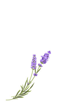 Elegant purple lavender bouquet on white, vector illustration