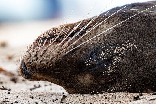 Close-Up Portrait of a Sleeping Galapagos Sea Lion