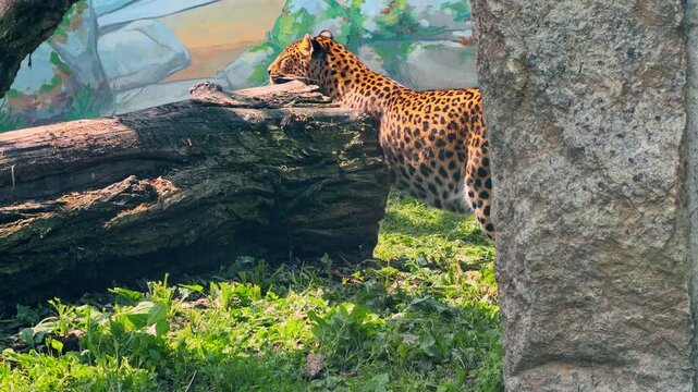 Leopard standing behind large mossy log in zoo enclosure. Spotted big cat walks on green grass near textured tree trunk in natural daylight side view