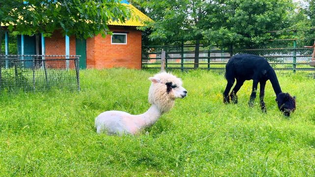 White and black alpacas on lush green pasture. Long necked shorn domestic mammal rests on grass while darker companion grazes near brick building