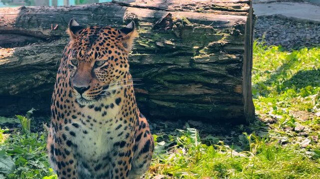 Close up portrait of adult leopard sitting near log. Frontal view of spotted carnivore on green lawn with natural lighting showing whiskers and head details