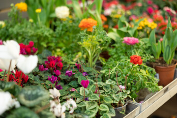 Fototapeta premium best specimens of exotic ranunculus flower are displayed in window of flower shop