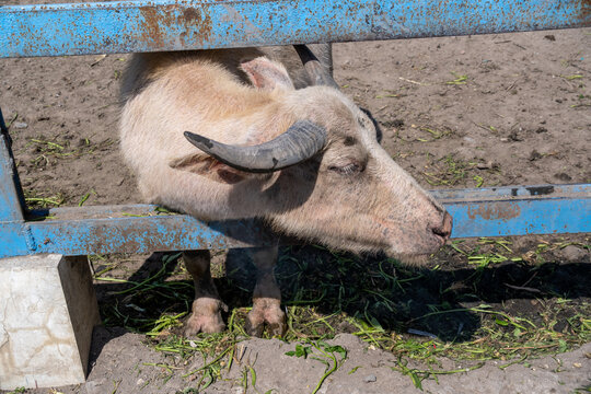 A high-angle close-up of a sacred albino water buffalo (kerbau bule) behind a blue metal fence with water spinach leaves scattered on the ground in Solo, Central Java, Indonesia.