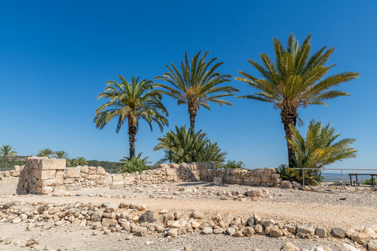 Walkway and palm trees growing at Tel Megiddo National Park in northern Israel.
