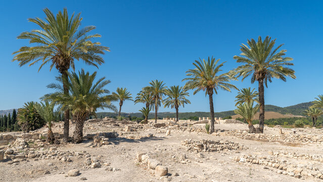 Palm trees growing at Tel Megiddo National Park in northern Israel.

