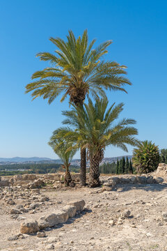 Palm trees growing at Tel Megiddo National Park in northern Israel.

