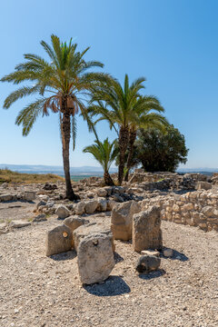 Palm trees growing at Tel Megiddo National Park in northern Israel.

