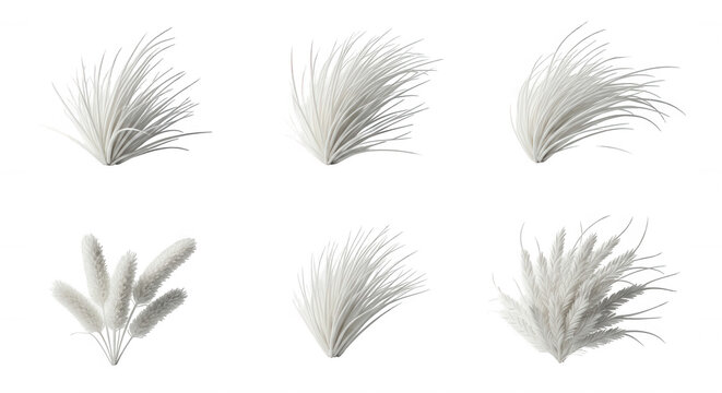 white feather grass on white backdrop various angles of the elegant plant minimalist decor lifestyle or design purposes