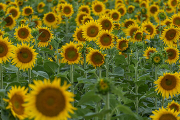 Fototapeta premium Blooming Sunflower Field with Hundreds of Bright Yellow Sunflowers in Summer Agricultural Landscape