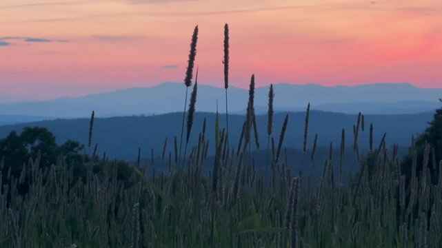 Wheatgrass Wavering in Wind & Distant Mountain Range