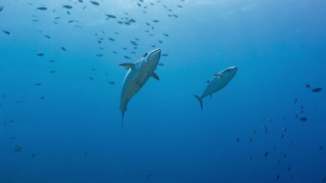 Underwater shot of two large predatory Dog tooth Tuna swimming towards camera in the Palau marine sanctuary