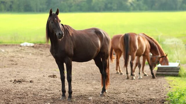 4K Slow motion video of a beautiful dark brown stallion horse standing in a farm paddock during summer rain. Thoroughbred domestic animals graze near a water trough in blurred green background.