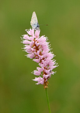 Kleiner Bl&auml;uling sitzt auf rosa Blume